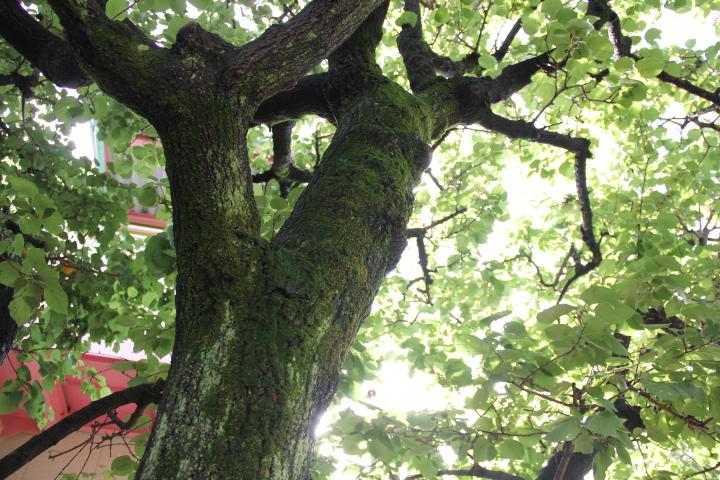 緊急メールの一斉配信を始めます。
