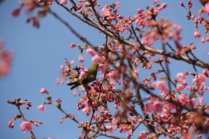 花組さん　劇遊び