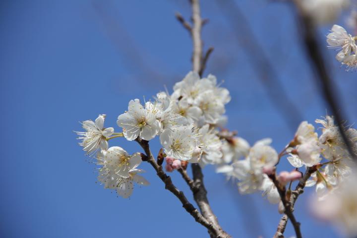 ひな人形