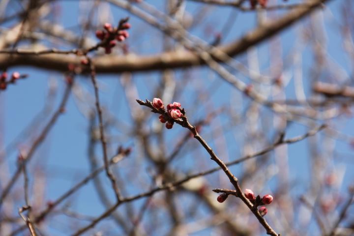 花組さん　体操が始まりました。