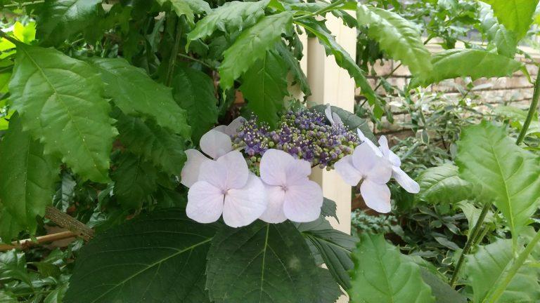 あじさい通り
