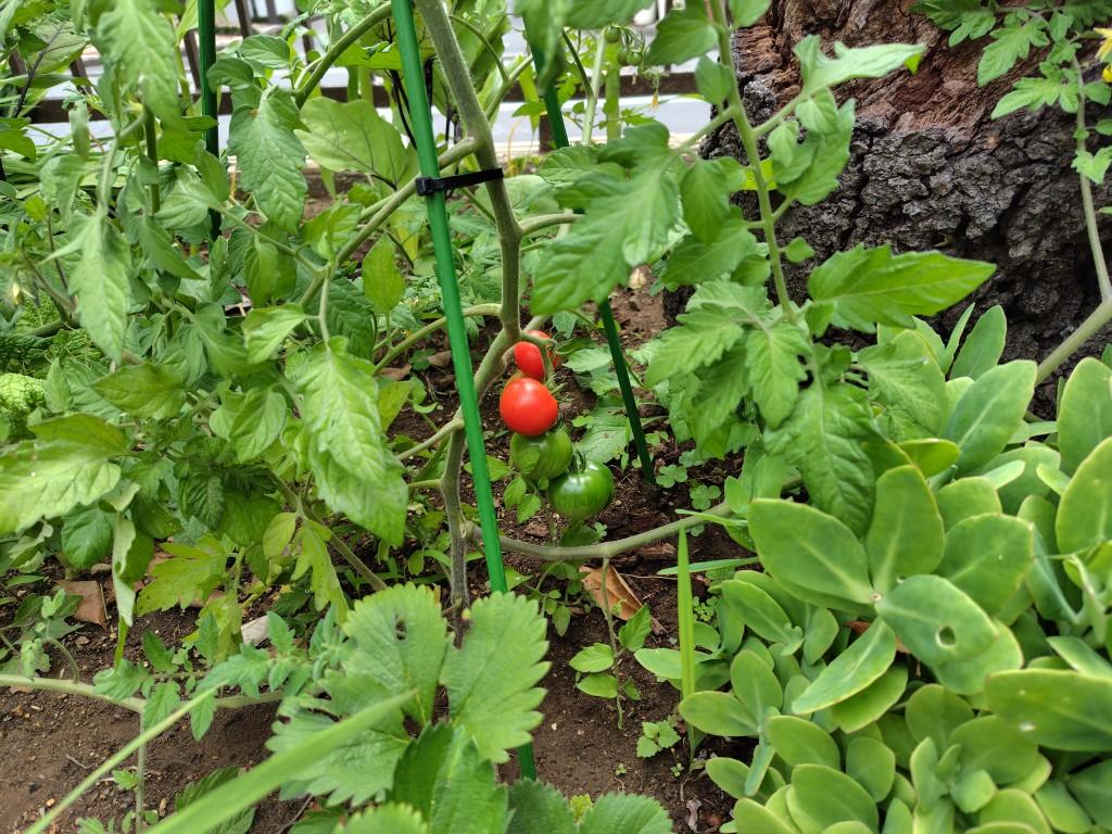 夏野菜