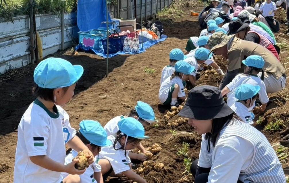 じゃがいも掘り