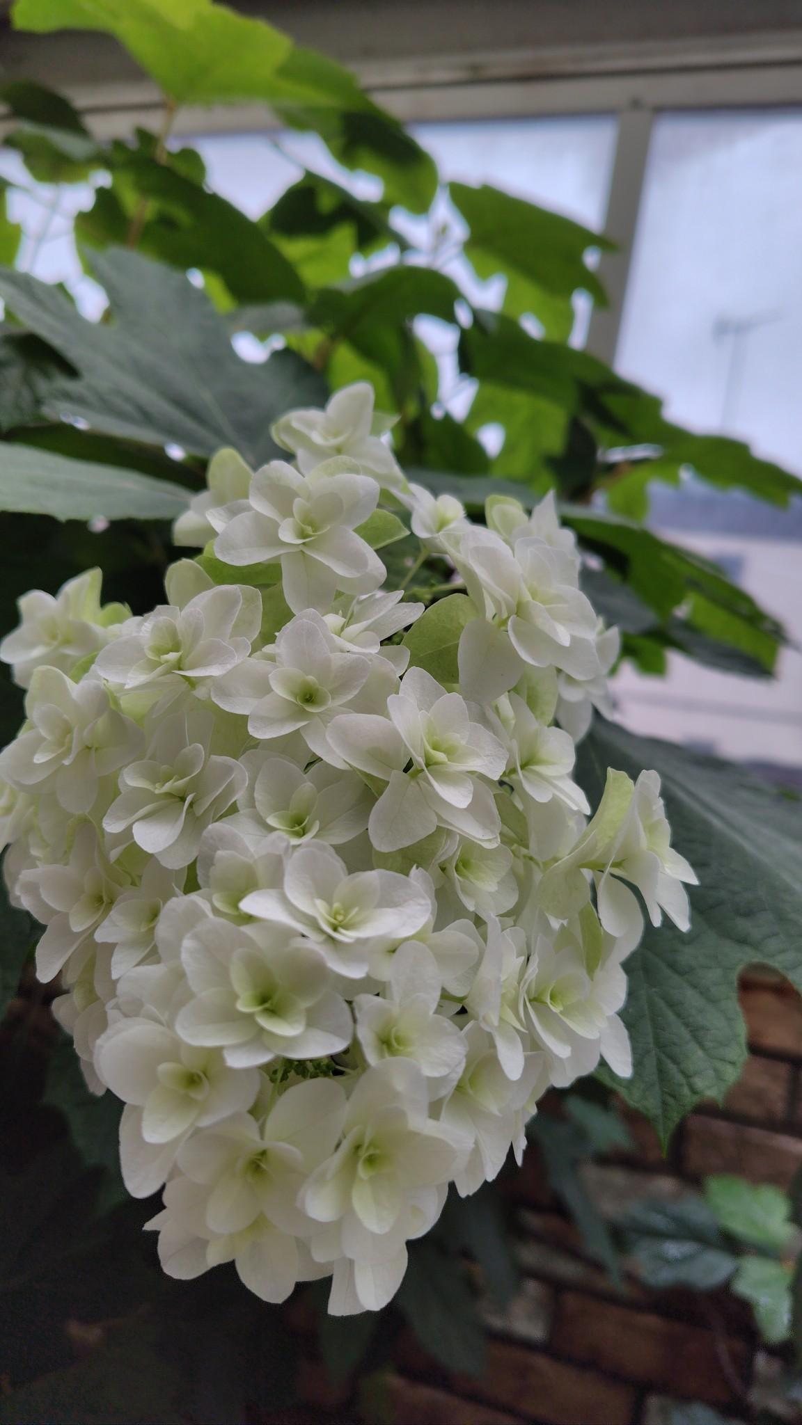 初夏の園庭